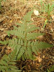 Lastreopsis velutina. Adaxial surface of broadly ovate, 4-pinnate frond with enlarged basal basiscopic secondary pinnae on basal primary pinnae.
 Image: L.R. Perrie © Leon Perrie CC BY-NC 3.0 NZ